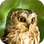 owl sounds android application logo